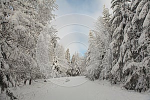 Winter forest full in snow and frosting