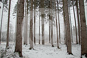 Winter forest in Germany Snow