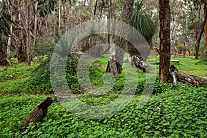 Winter Forest and Grass Trees