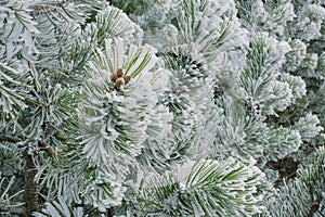 Winter forest green mountain snow trees branch first spruce blue fir needles fog haze