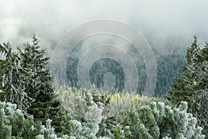 Winter forest green mountain snow trees branch first spruce blue fir needles fog haze