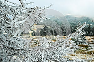 Winter forest green mountain snow trees branch first spruce blue fir needles fog haze