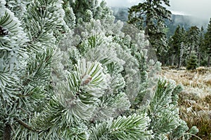 Winter forest green mountain snow trees branch first spruce blue fir needles fog haze