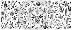 Winter forest hand drawn vector. Vintage Christmas plants. Sketched woodland evergreens clipart.