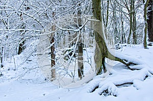 Winter in the forest in Harz