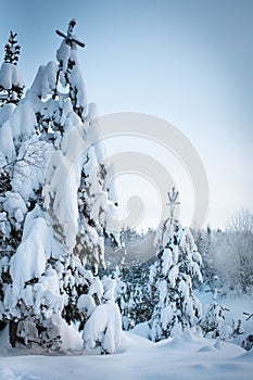 Winter in the forest and heavy snow on the trees