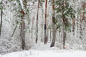 Winter forest during a heavy snowfall