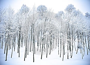Winter forest hills snow Kartepe, Kocaeli, Turkey