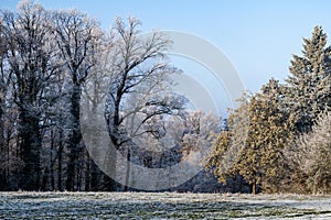 Winter forest with hoarfrost on the branches and twigs of the trees and on the meadow.