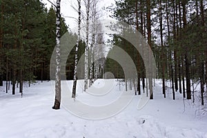 Winter forest Instagram filter inspire mount scenes,