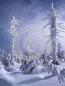 Winter forest in Jizera mountains, Poland