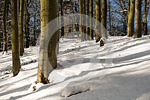 Winter forest at Karlovy Vary, the Czech Republic