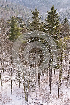 Winter forest at Karlovy Vary, the Czech Republic