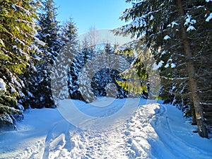 Winter forest in Karpatian Hoverla