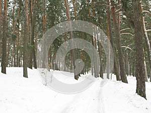 Winter forest landscape