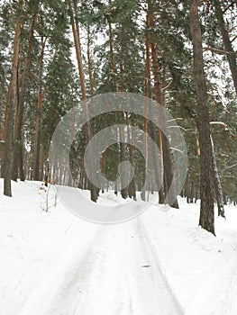 Winter forest landscape