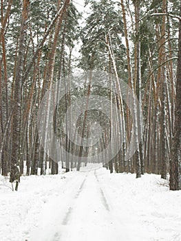 Winter forest landscape