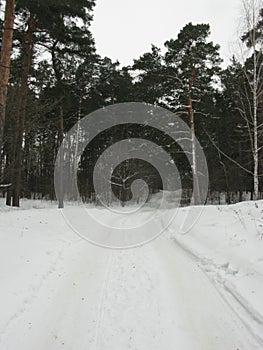 Winter forest landscape