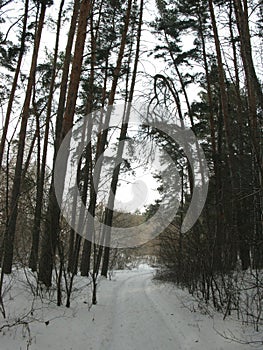 Winter forest landscape