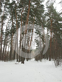 Winter forest landscape