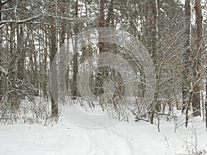 Winter forest landscape