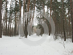 Winter forest landscape