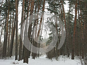 Winter forest landscape