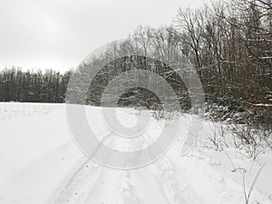 Winter forest landscape