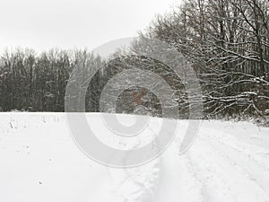 Winter forest landscape