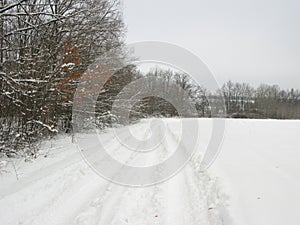 Winter forest landscape