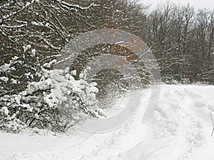 Winter forest landscape