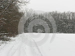 Winter forest landscape