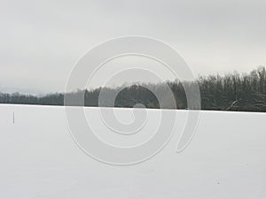 Winter forest landscape