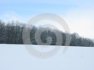 Winter forest landscape