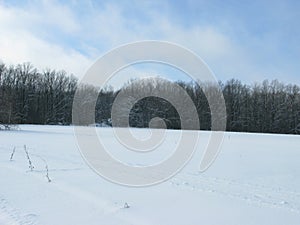 Winter forest landscape