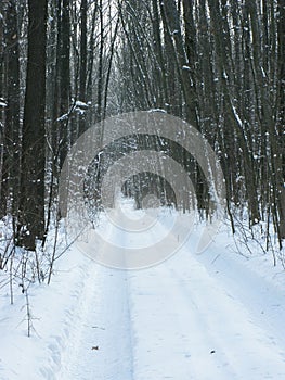 Winter forest landscape