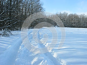 Winter forest landscape