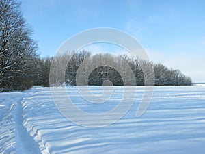 Winter forest landscape