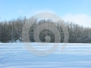 Winter forest landscape