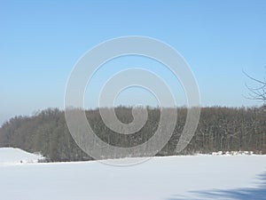 Winter forest landscape