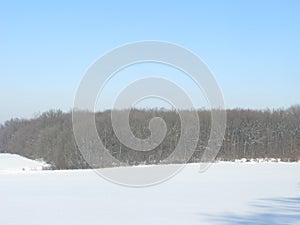 Winter forest landscape