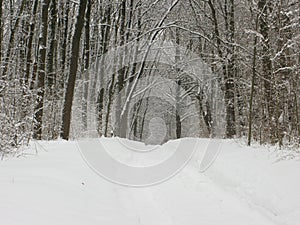 Winter forest landscape