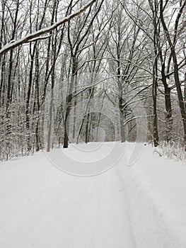 Winter forest landscape