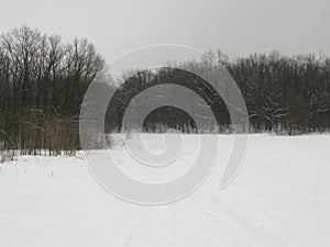 Winter forest landscape