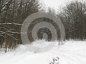 Winter forest landscape