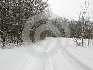 Winter forest landscape