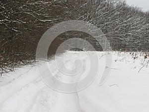 Winter forest landscape