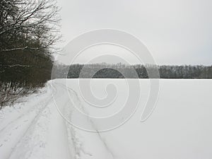 Winter forest landscape