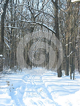 Winter forest landscape