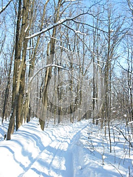 Winter forest landscape